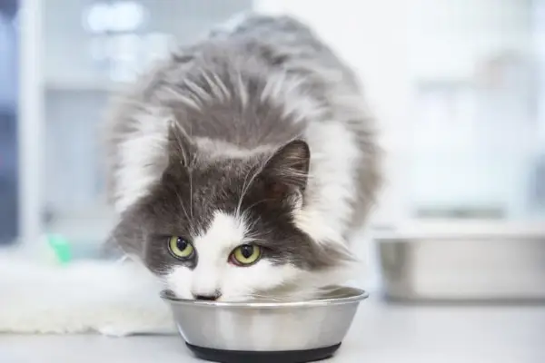 Um gato comendo comida de uma tigela