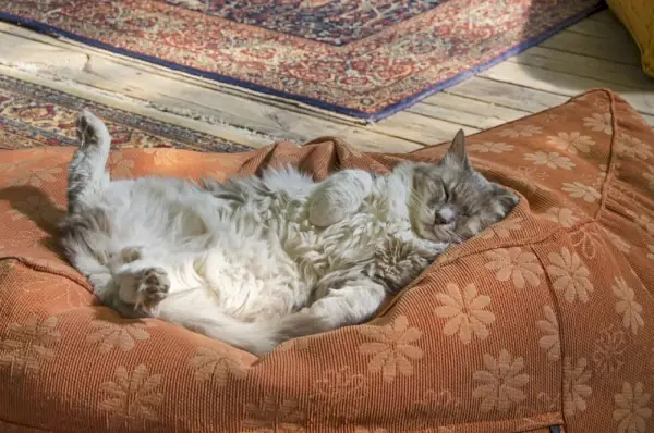 Katze schläft in einem Katzenbett auf der Terrasse und sonnt sich mit dem Bauch nach oben