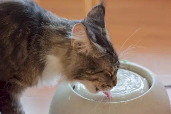 Katze trinkt aus Keramiknapf