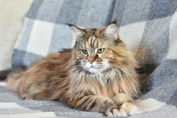 tortie maine coon katt liggende på sofaen