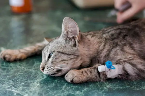 Kranke Katze mit Katheter in der Pfote