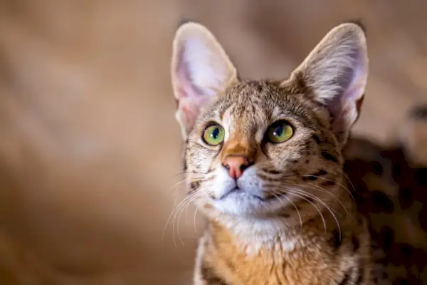 primo piano del gatto della savana che guarda in su