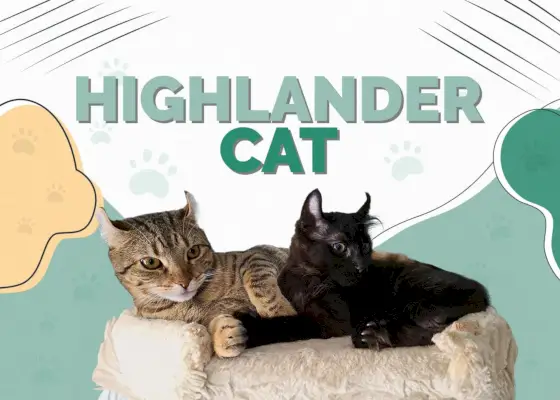 Highlander-Katze