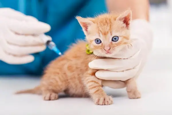 veteriner yavru kedi aşısı yapıyor