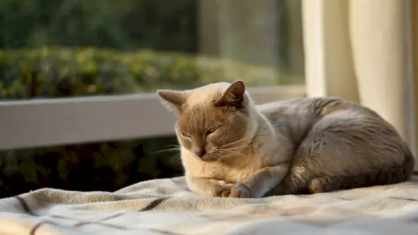 lila burmesisk katt vilar nära fönstret