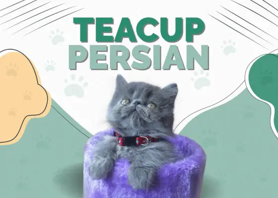 Teetasse Perserkatze