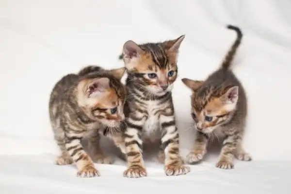 gatitos toyger