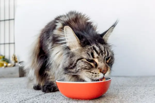 colore tabby grigio a pelo lungo Maine Coon che mangia