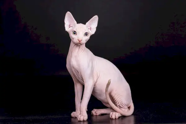 gatto sphynx canadese seduto su uno sfondo scuro