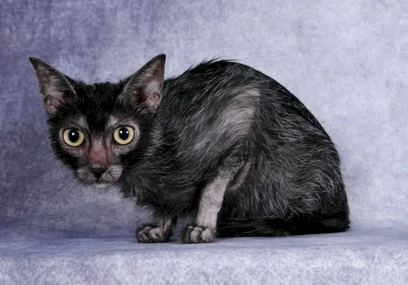 gatto lupo mannaro nero lykoi