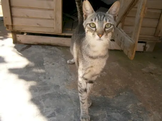 Katze kommt aus Katzenhaus