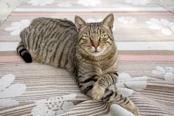 Tabby-Katze liegt auf dem Boden