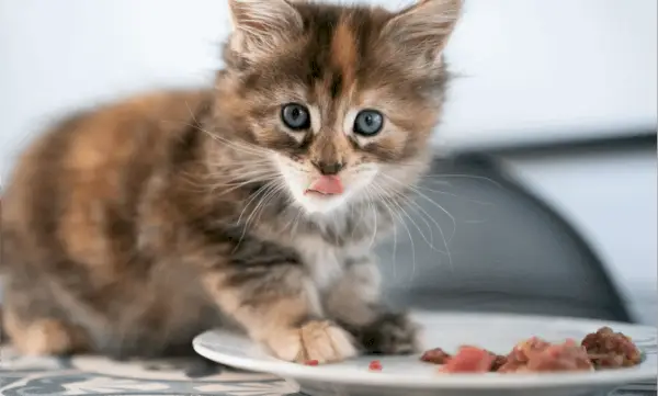 2 hälsofördelar med spannmålsfritt kattfoder