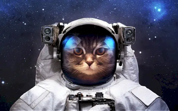 gato astronauta