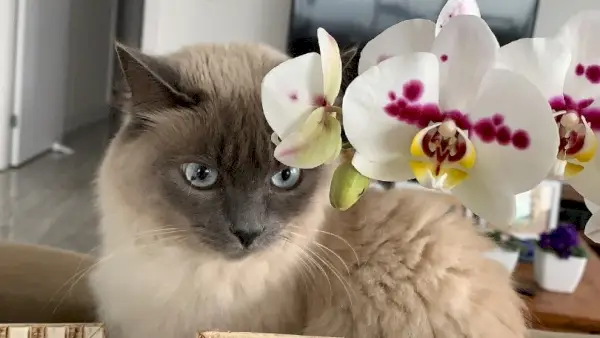 chat avec des orchidées