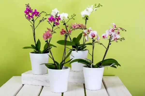 orchidées dans la maison