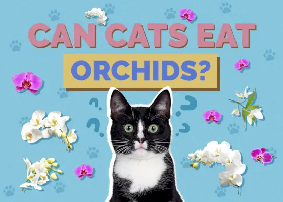 Les chats peuvent-ils manger des orchidées