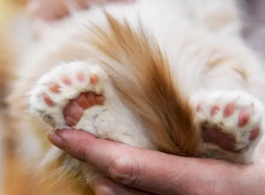 söpöt tassut polydactyl