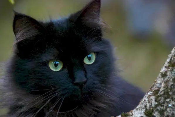 chat noir aux yeux verts