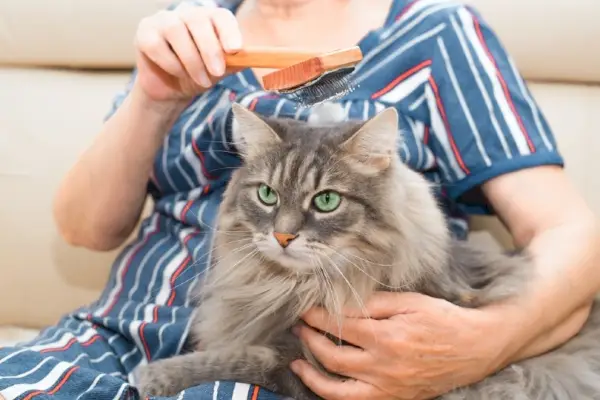 Frau pflegt eine Sibirische Katze