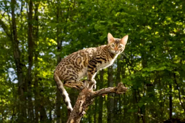 Chat du Bengale chassant en plein air