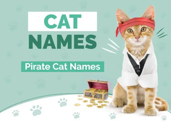 Noms de chats pirates