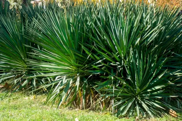 Yucca-Pflanzen