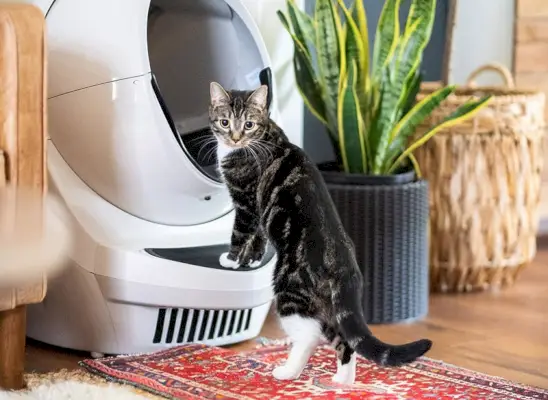 un gatto soriano che viene nutrito a mano con un dolcetto per gatti