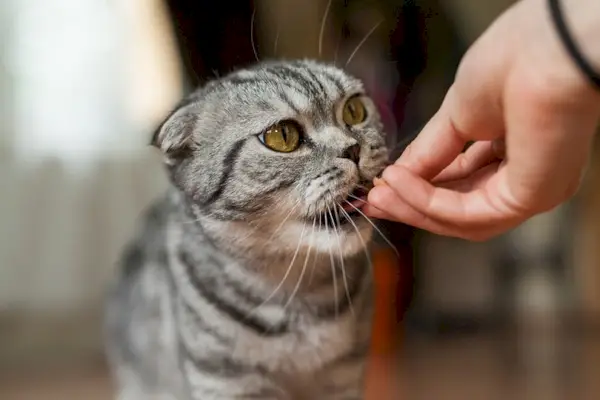 raccogliendo la lettiera del gatto dal sacco