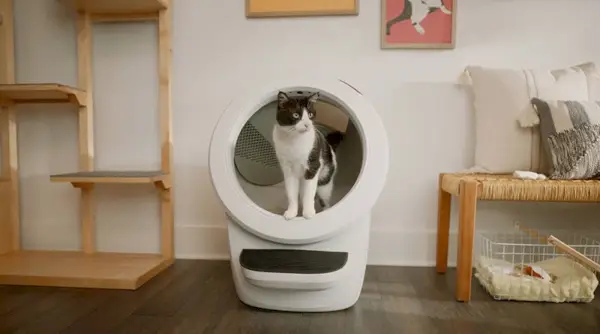 Come convincere il tuo gatto a usare il robot per lettiera: 10 semplici consigli