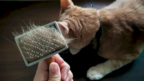 Propietario mano sosteniendo un cepillo para el pelo de mascota con un montón de pelo de mascota después de acicalar al gato