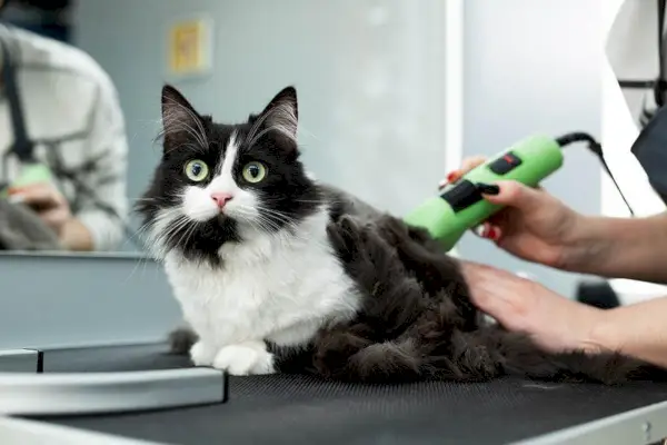 gato en salón de belleza