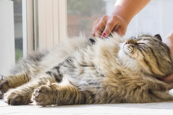 Adorable gato de pelo largo en tiempo de cepillado, macho siberiano