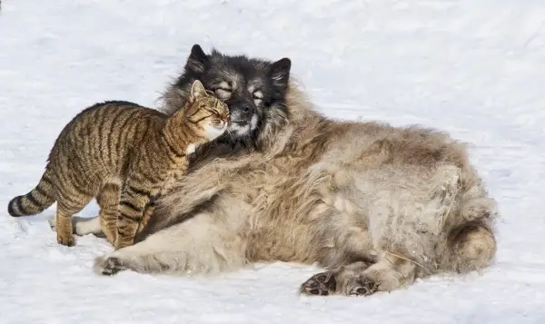 Hund und Katze im Schnee