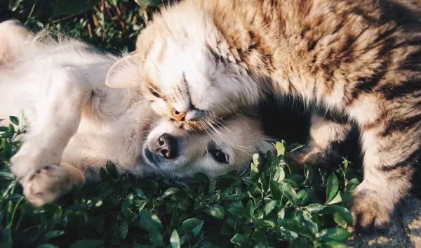 Hund und Katze auf dem Gras