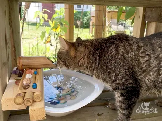 Gør din catio til et katteparadis med dette nemme springvandshack