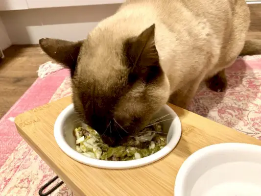 Gato birmanês comendo ovo de cordeiro caseiro e comida de gato de espargos