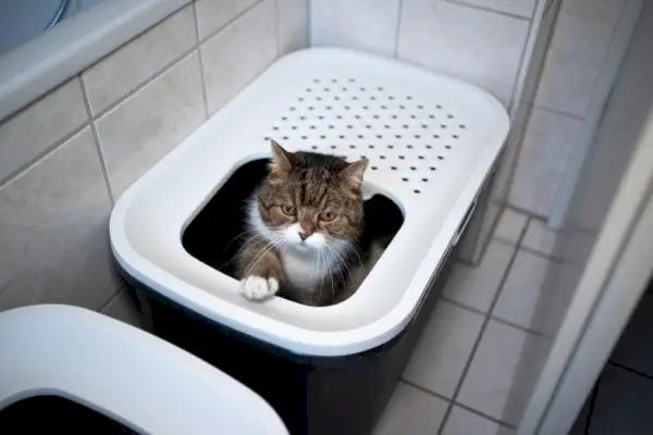 Katze in der Toilettentoilette