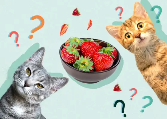 Darf eine Katze Erdbeeren essen?