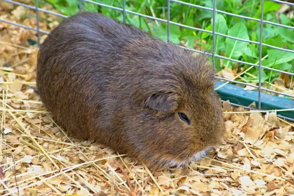 cochon d'inde en cage