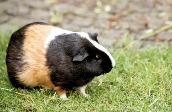 Cochon d'Inde dans l'herbe