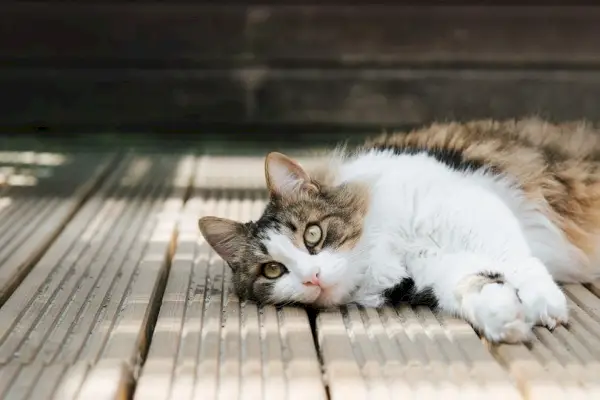 gatto soriano sdraiato su una piattaforma di legno