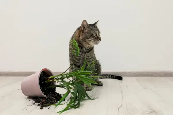 Boshafte Katze wirft Pflanzenvase um