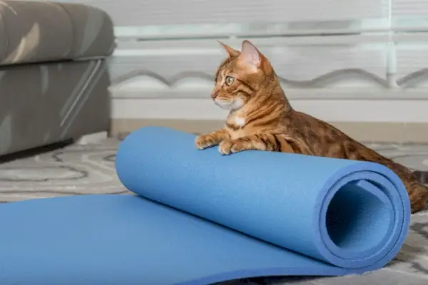 Bengalkatze auf blauer Trainingsmatte