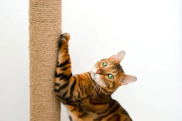 Bengalkatze kratzt am vertikalen Kratzbaum