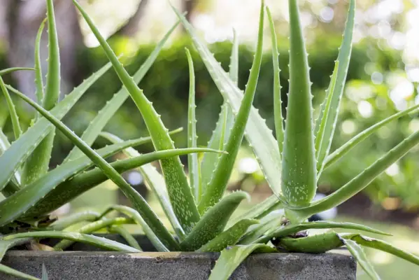 rostliny aloe vera