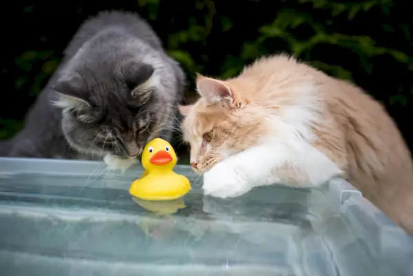 Zwei Maine-Coon-Katzen spielen im selbstgebauten Pool