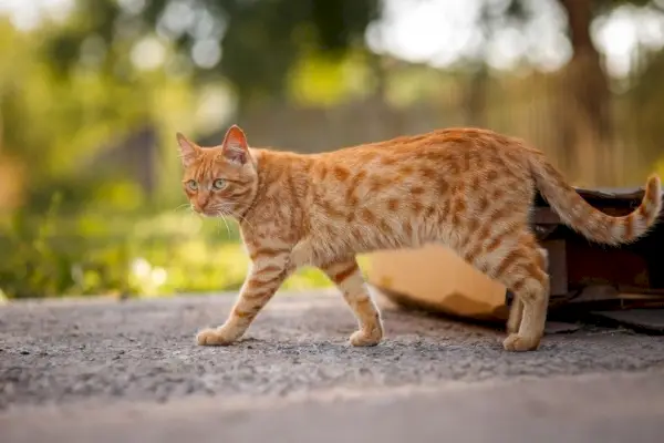 Red-Tabby-Cat-Spaziergänge im Freien