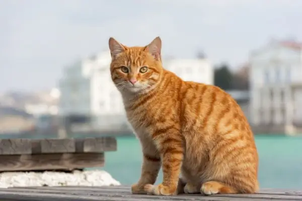 Rote getigerte Katze sitzt auf dem Hintergrund des Meeres