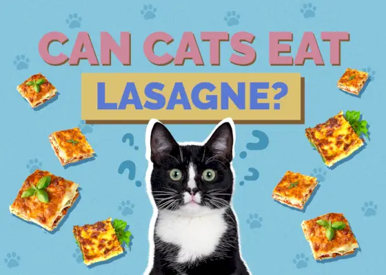 Os gatos podem comer lasanha? Fatos de saúde revisados ​​​​pelo veterinário